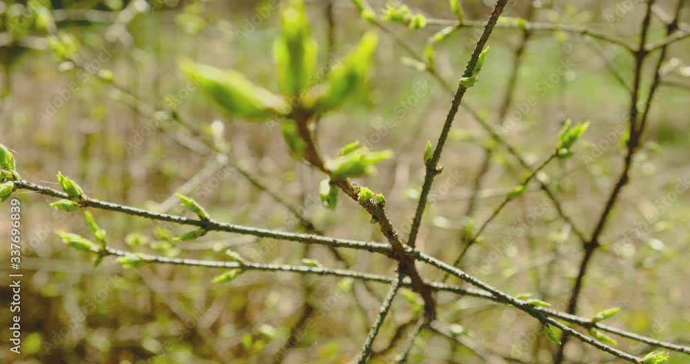 Young fresh spring leaves . Thin tree branch with fresh green leaves on nature background. Sunny weather Young fresh spring leaves . Thin tree branch with fresh green leaves on nature background. Sunny weather