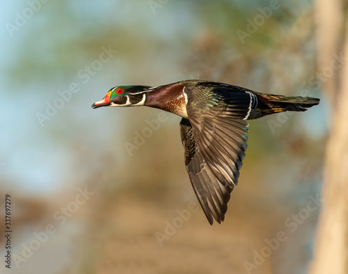 Wood Duck Drake in flight
