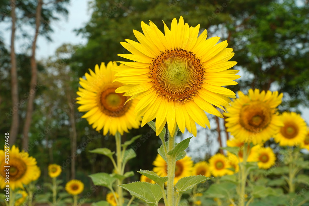 Beautiful Sunflower field white nature background. Beautiful Sunflower field white nature background.