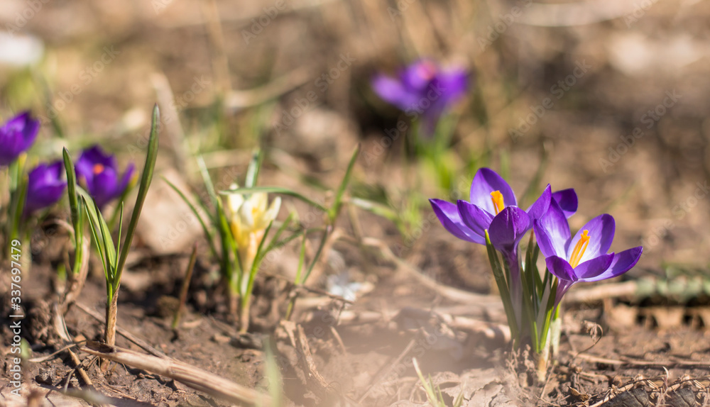 purple Crocus flowers in bright spring sun with blurred background soft focus purple Crocus flowers in bright spring sun with blurred background soft focus