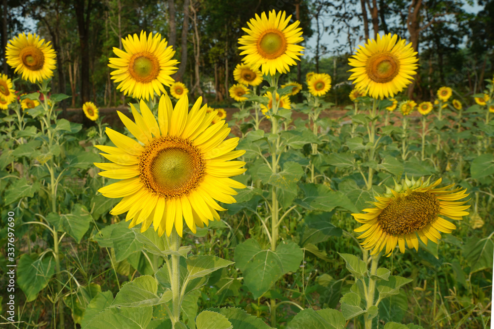 Beautiful Sunflower field white nature background. Beautiful Sunflower field white nature background.