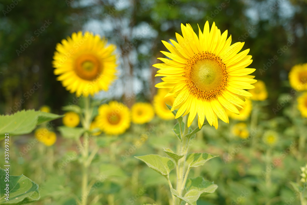 Beautiful Sunflower field white nature background. Beautiful Sunflower field white nature background.