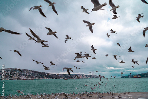 Group of wild seagulls, which flying against blue sky. Panoramic view of Famous tourist place Tarabya with seagulls on the front, Istanbul, Turkey photo