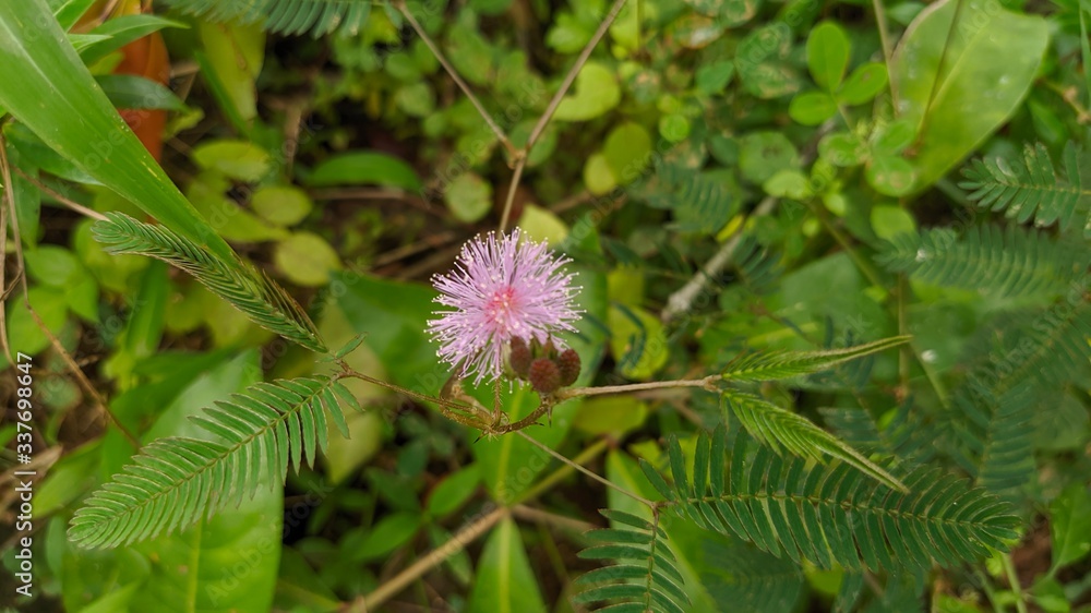 Minosa Pudica Ayurvedic Plant of Sri Lanka Minosa Pudica Ayurvedic Plant of Sri Lanka
