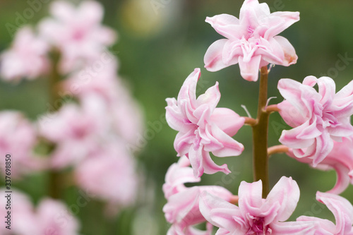 Pink terry hyacinth blossoms in the spring garden. Hyacinthus  floral background