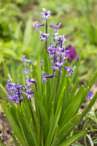 Hyacinthus  simple purple hyacinth flowers in the spring garden. Floral background