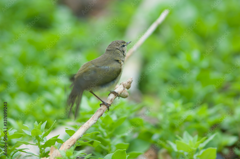 Naklejka premium Canary Islands chiffchaff Phylloscopus canariensis fluttering their wings just bathed. Jandia peninsula. Pajara. Fuerteventura. Canary Islands. Spain.