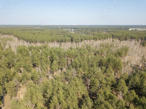 Coniferous forest in spring on a clear sunny day. Aerial drone view.