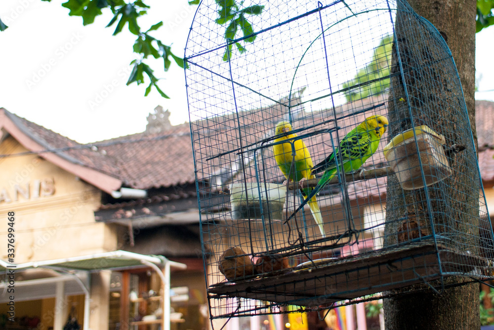 バリ島のストリートで見た鳥かごの中の２羽のインコ。
