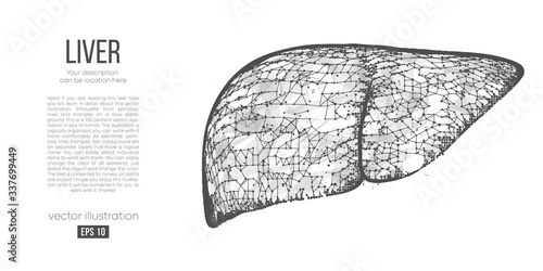 Abstract silhouette of the polygonal organ of liver on white background. Scanning, research and diagnosis of the human liver. Holographic low poly, wireframe vector. Thanks for watching