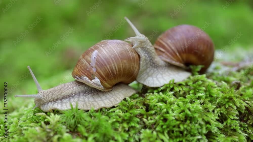 Helix pomatia also Roman snail, Burgundy snail Helix pomatia also Roman snail, Burgundy snail