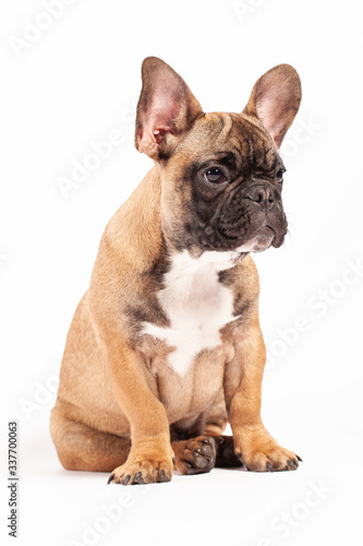 French Bulldog Puppy white background