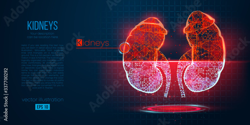 Abstract silhouette of the polygonal organ of kidney on blue background. Scanning, research and diagnosis of the human kidney. Holographic low poly, wireframe vector. Thanks for watching