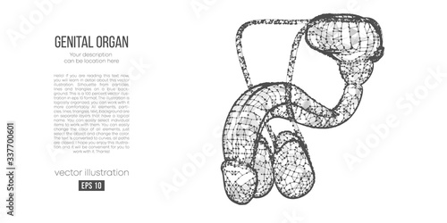 Abstract silhouette of the polygonal genital organ of man on white background. Scanning, research and diagnosis of the genital organ of man. Holographic low poly, wireframe vector. Thanks for watching