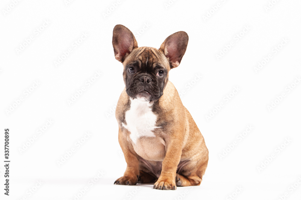 Cool French Bulldog Puppy