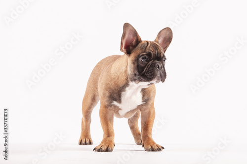 Cool French Bulldog Puppy © graphicfootage