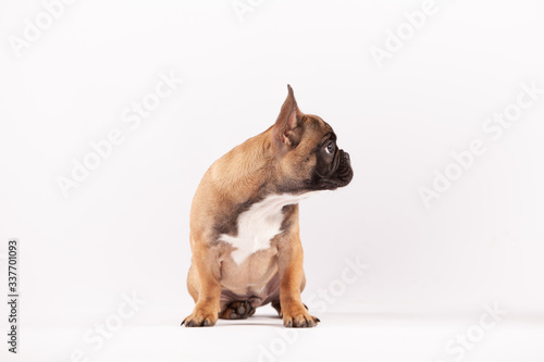 Cool French Bulldog Puppy