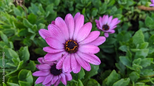 Wild Flowers in Sri Lanka