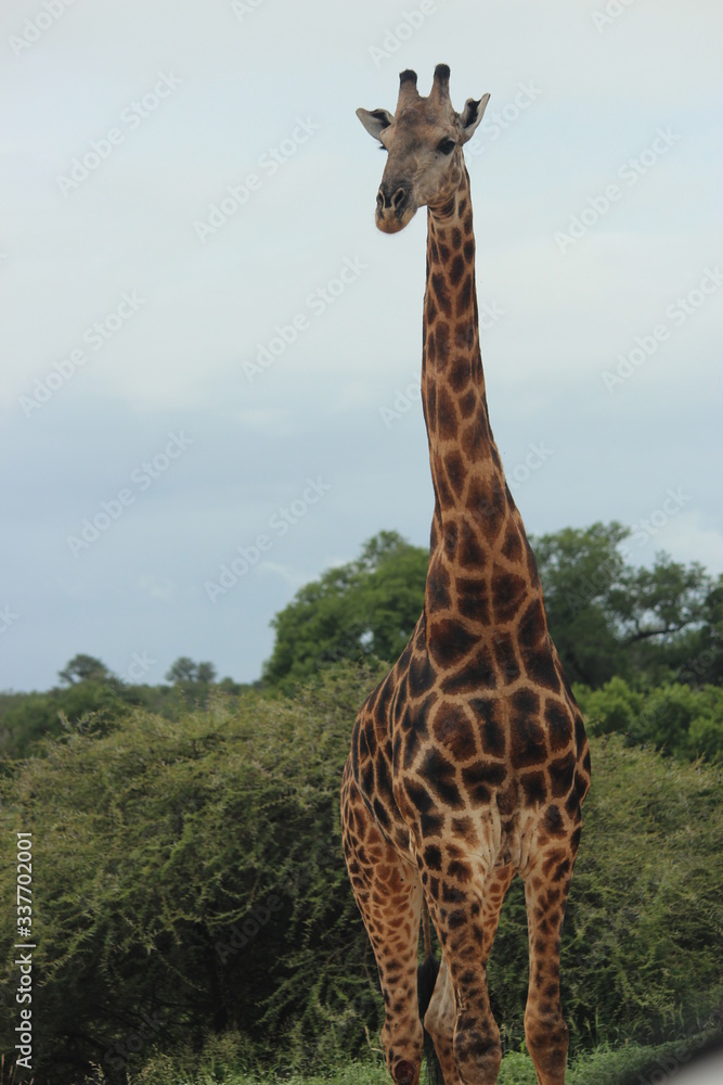 Fototapeta premium giraffe in the bush