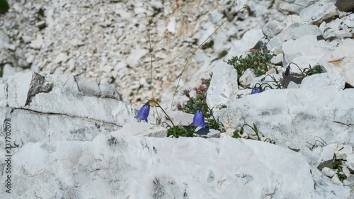 A group of blooming flowers (Campanula cochleariifolia Lam.) on a rock shelf in the mountains. photo