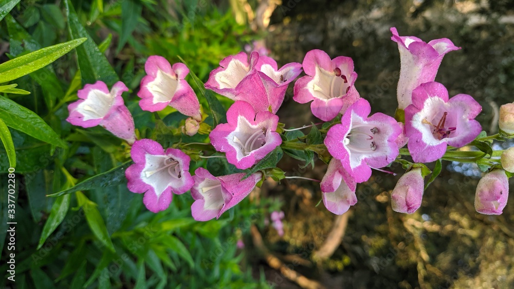 Torenia fournieri, the bluewings or wishbone flower Torenia fournieri, the bluewings or wishbone flower