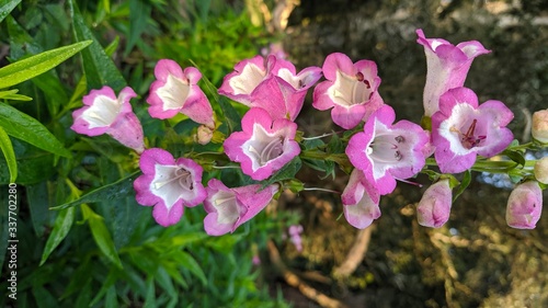 Torenia fournieri, the bluewings or wishbone flower