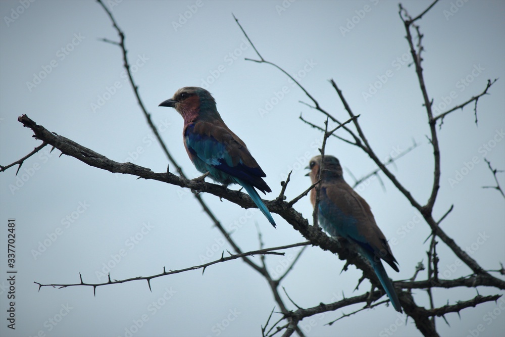 Fototapeta premium lilac breasted roller pair