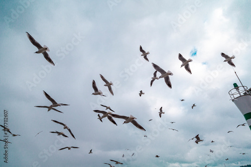 Group of wild seagulls  which flying against blue sky. Panoramic view of Famous tourist place Tarabya with seagulls on the front  Istanbul  Turkey