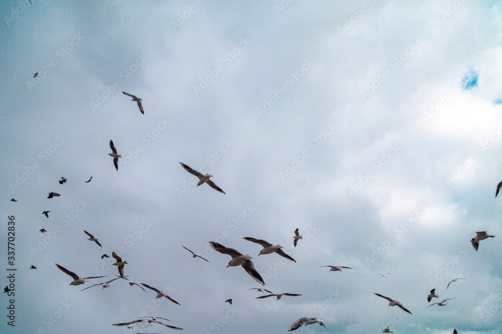 Group of wild seagulls, which flying against blue sky. Panoramic view of Famous tourist place Tarabya with seagulls on the front, Istanbul, Turkey Group of wild seagulls, which flying against blue sky. Panoramic view of Famous tourist place Tarabya with seagulls on the front, Istanbul, Turkey