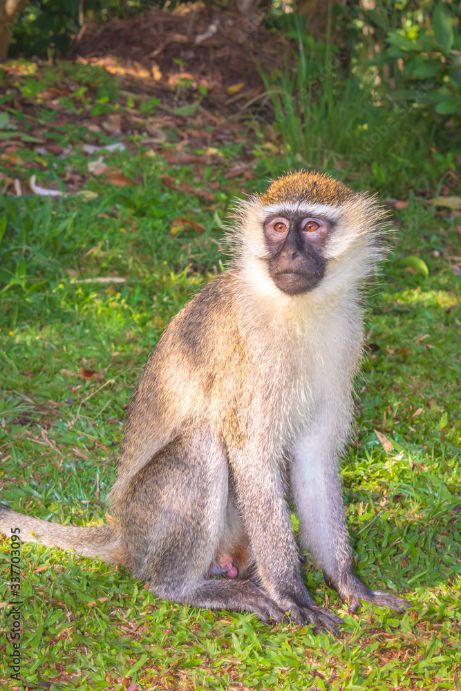 Vervet monkey (Chlorocebus pygerythrus) eating jackfruit (Artocarpus