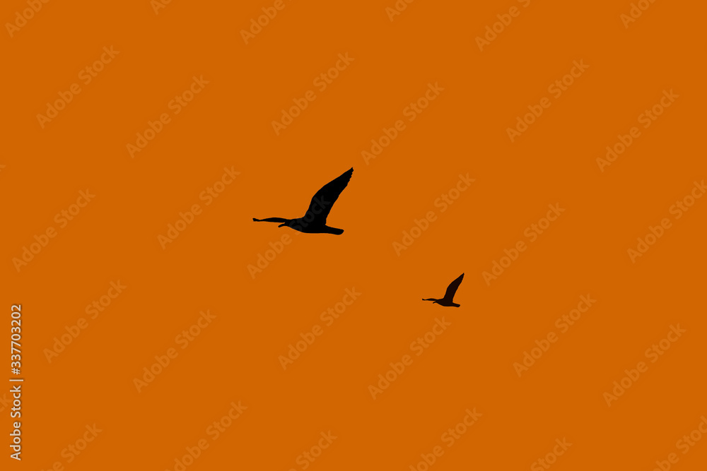 Silhouette of two birds flying through the sunset. Orange background with space for text. Seagulls. Silhouette of two birds flying through the sunset. Orange background with space for text. Seagulls.