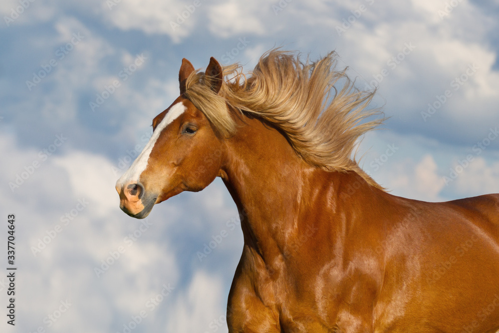 Red horse with long mane portrait against blue sky Red horse with long mane portrait against blue sky
