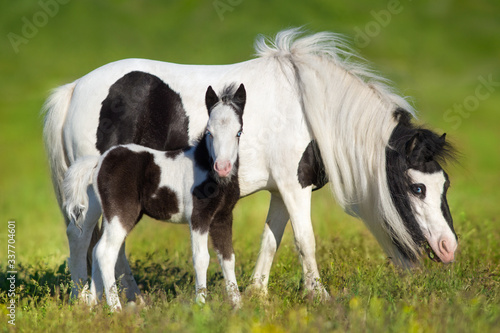 Beautiful piebald pony foal with mareoin green pasture © callipso88