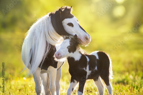 Obraz na plátně Beautiful piebald pony foal with mareoin green pasture