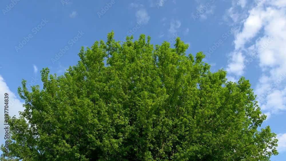Timelapse, tree and spring leaves on blue sky and clouds Timelapse, tree and spring leaves on blue sky and clouds