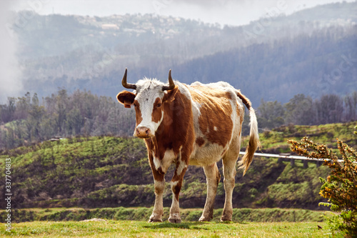 single cows on mountain plateau on madeira