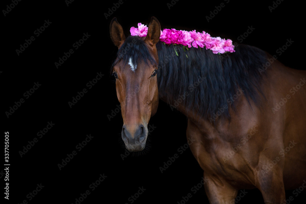 Naklejka Bay horse with pink pions in mane on black background