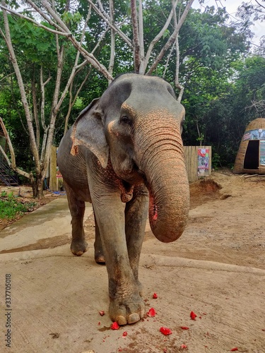Sanctuaire d'éléphants Phuket