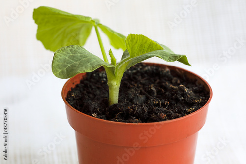 Pumpkin sprout in a pot. 