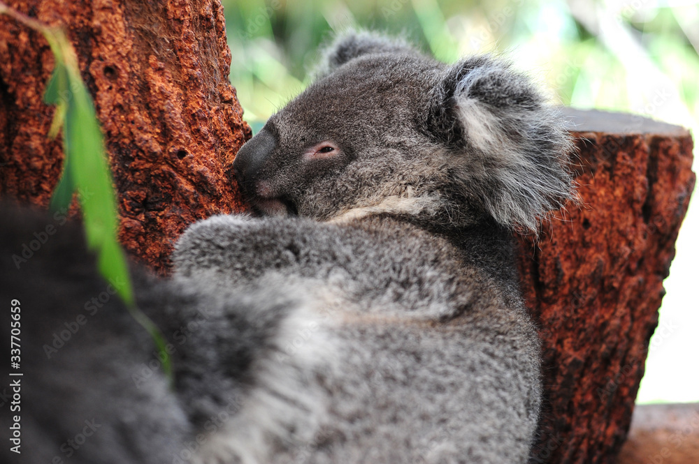Obraz premium outdoors, travel, animal, aussie, australia, australian, baby, background, bear, branch, cuddly, cute, ears, eucalyptus, fauna, funny, fur, gray, gum, gum trees, isolated, koala, lazy, leaf, leisure, 