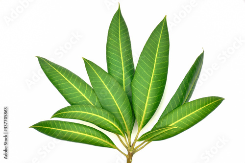 green leaf isolated on white background