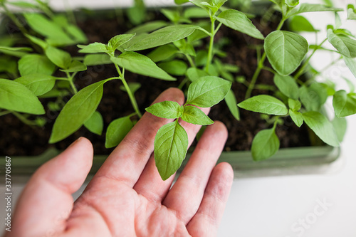 Young spring sprouts of green basil in wooden box on sunny windowsill