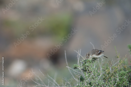 Canary Islands stonechat Saxicola dacotiae. Female searching for food. Esquinzo ravine. La Oliva. Fuerteventura. Canary Islands. Spain.
