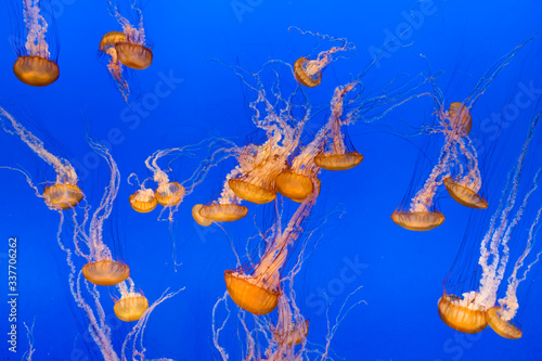 jelly fishes in the deep blue sea