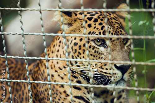 Close portrait of Sri lankan leopard in lying conservation center