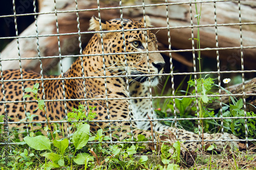 Close up of Sri lankan leopard in lying conservation center photo