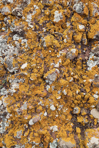 yellow moss rock