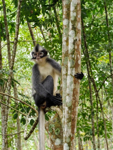 Portrait d'un primate Semnopithèque de Thomas dans la province de Sumatra à Bukit Lawang.
Assez reconnaissable, notamment, grâce à sa crête noire et son pelage gris et blanc.