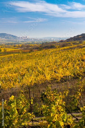 Vineyards near Dolni Dunajovice in Palava region  Southern Moravia  Czech Republic