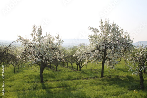 Orchard pear tree white spring blossom photo